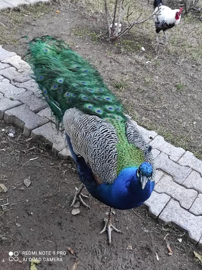 Sakli Bahce Pension Çıralı Buitenkant foto
